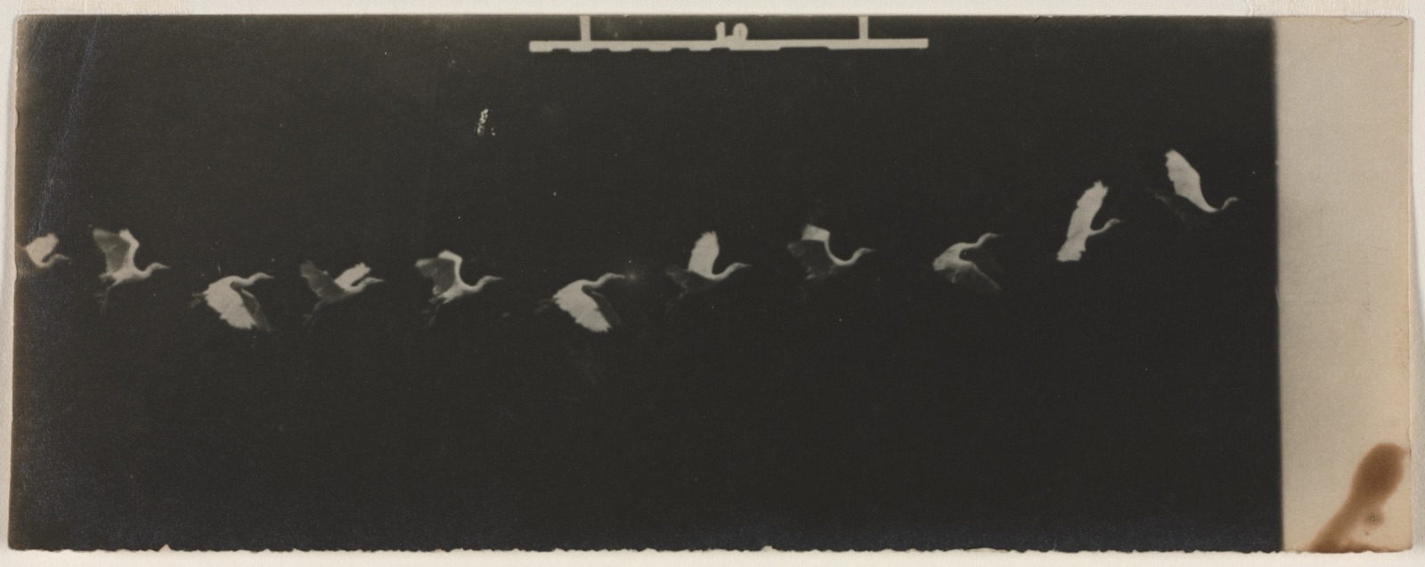 Étienne-Jules Marey, Chronophotograph of a Flying Heron